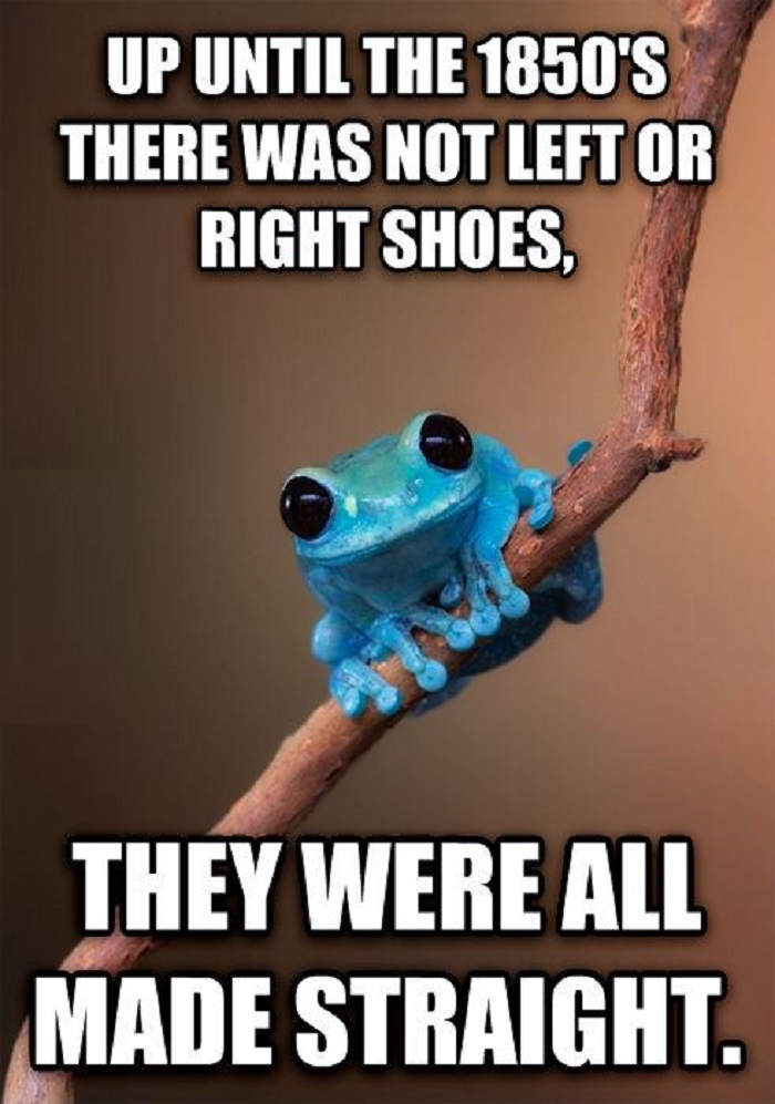 Small fact frog
