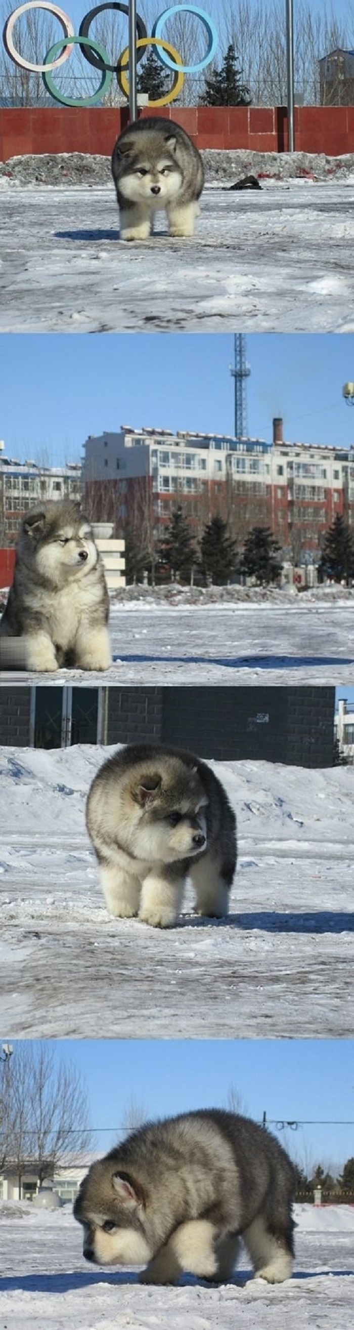 Alaskan Malamute