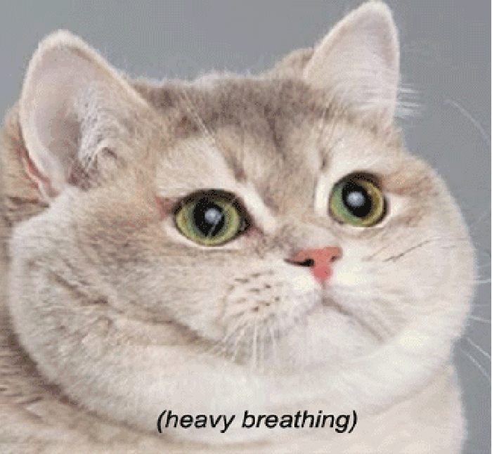 Heavy breathing cat