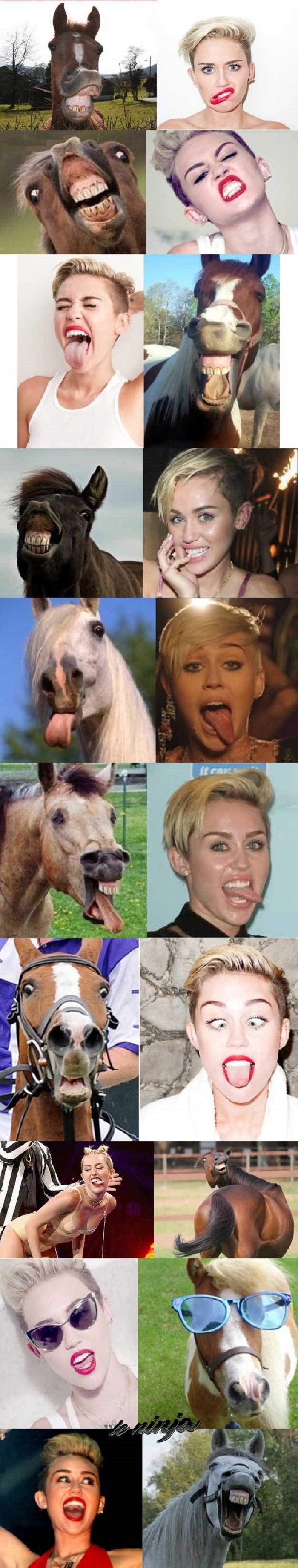 Horse Cyrus