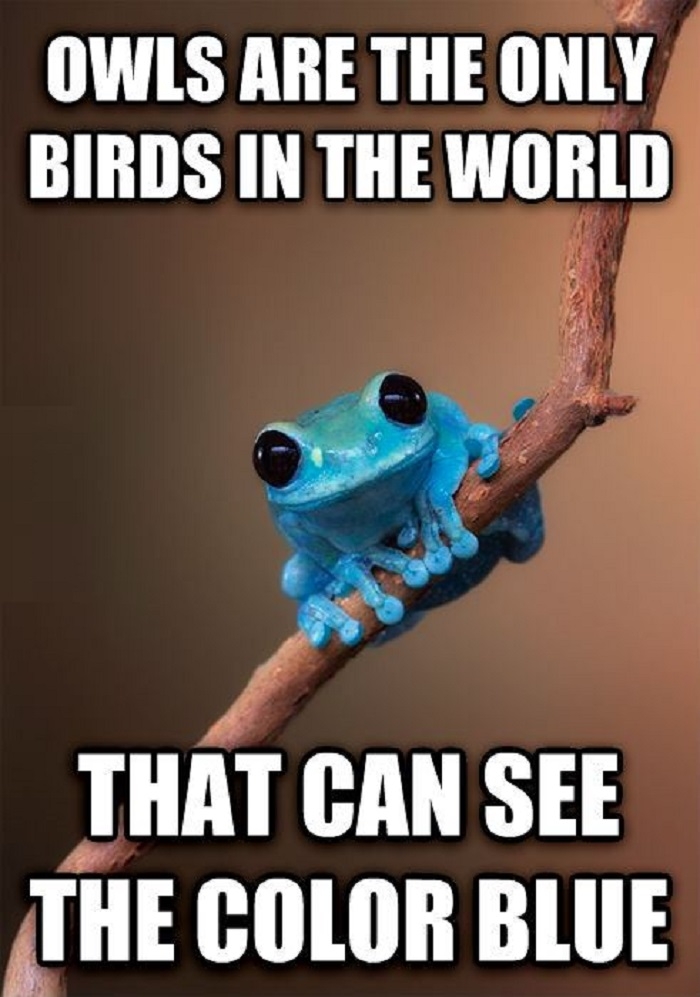 Small fact frog