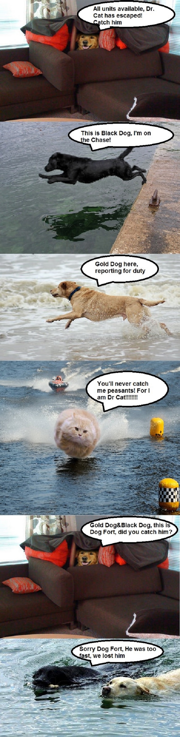 Dog Fort vs Dr Cat
