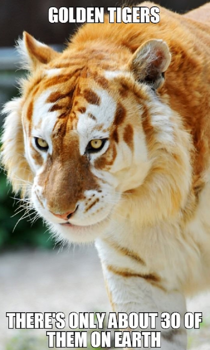 Golden tigers