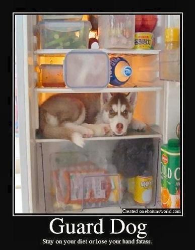Guard Dog