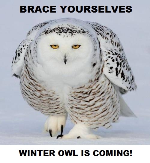 Winter Owl