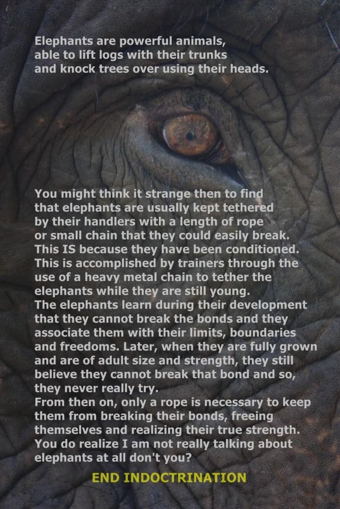 Elephants