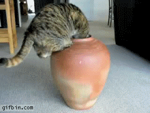 Cat crawls in a vase