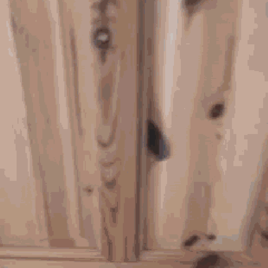 Dog and laser alarm clock