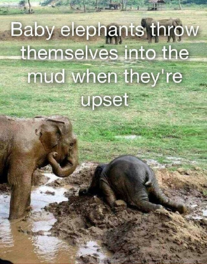 Cute upset elephant