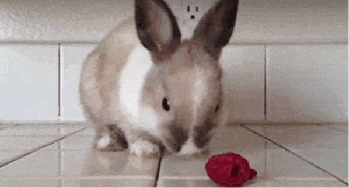 Bunny eating a raspberry
