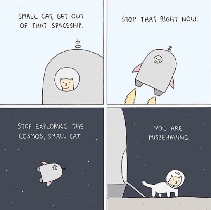 Bad cat