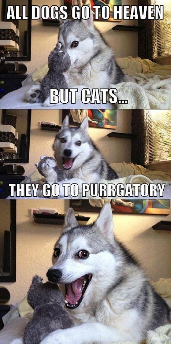 Dogs to heaven..