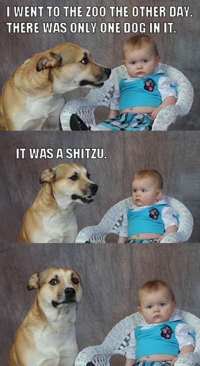 Dad Joke Dog