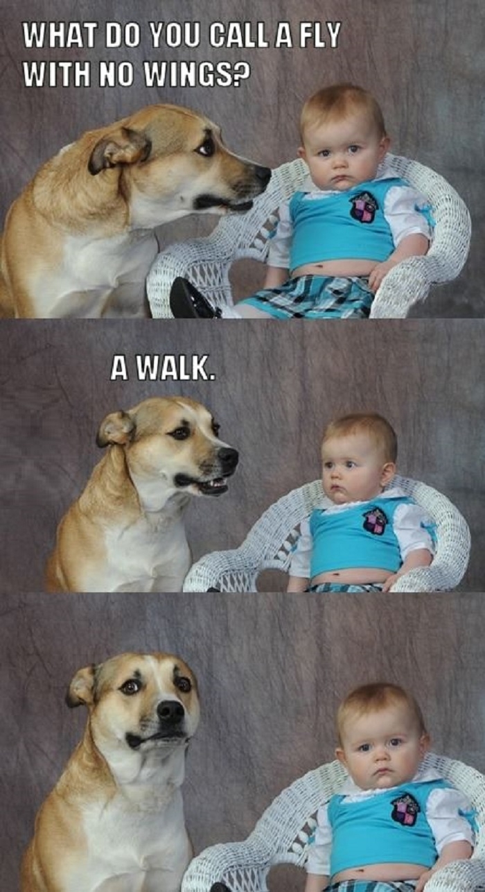 Dad joke dog