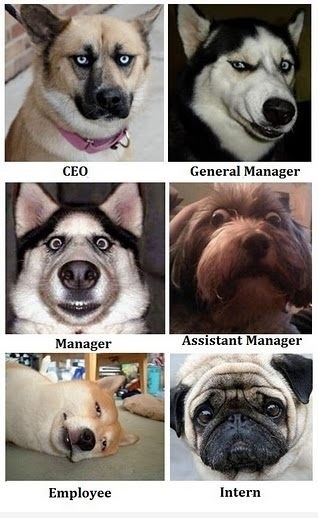 Dog Management