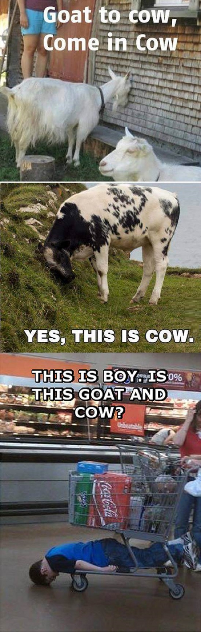 Goat, cow and boy