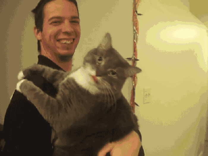 Catnip. Not even once.