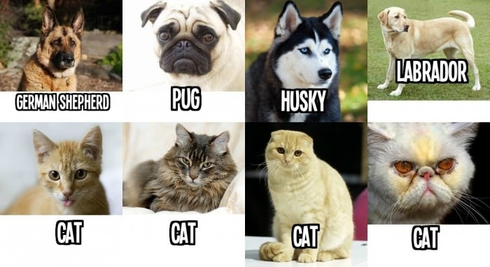 How I view cats and dogs