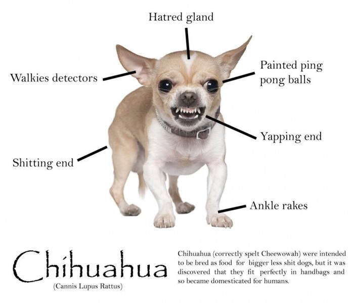 Anatomy of a chihuahua