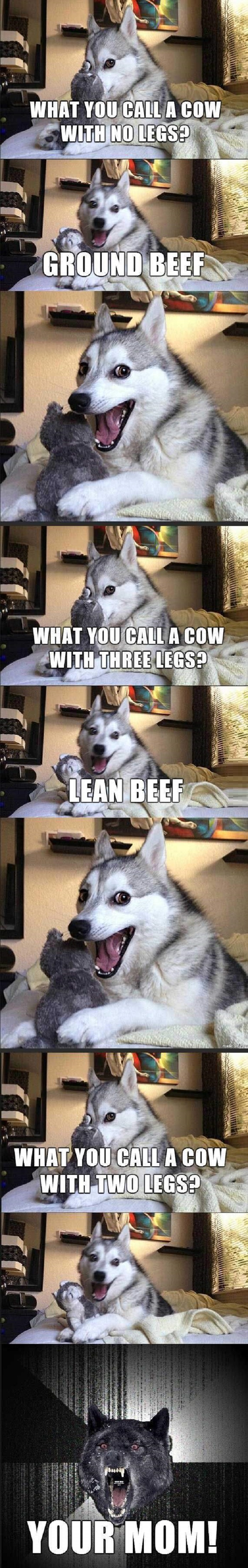 Huskies and cows