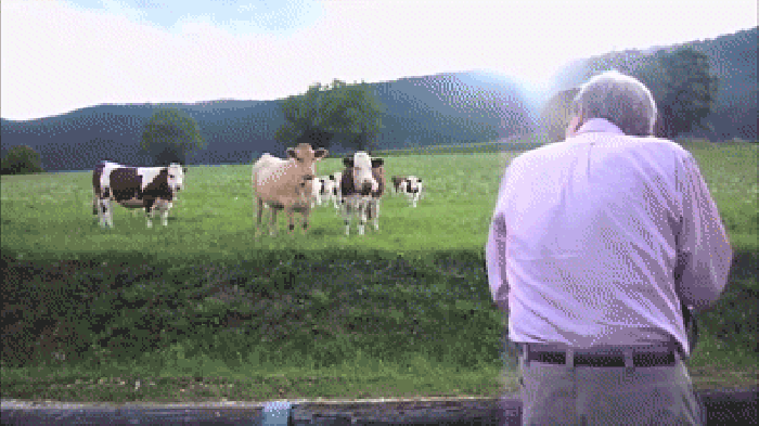 Cows like jazz