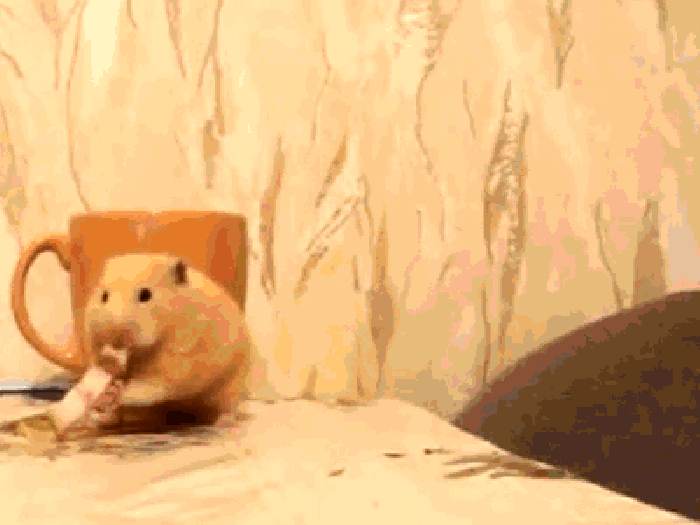 Fight, flight or eat