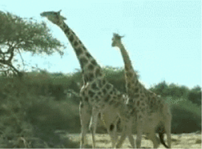 Fighting giraffes