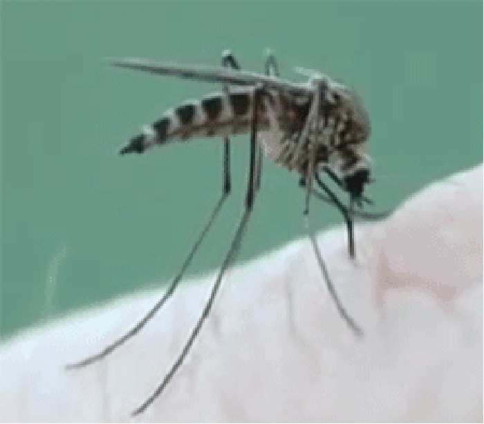 Filling up with blood