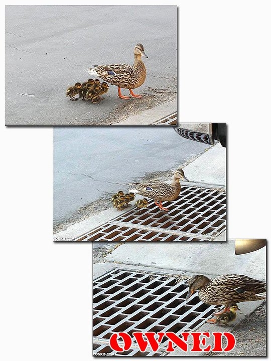 Ducklings get owned!