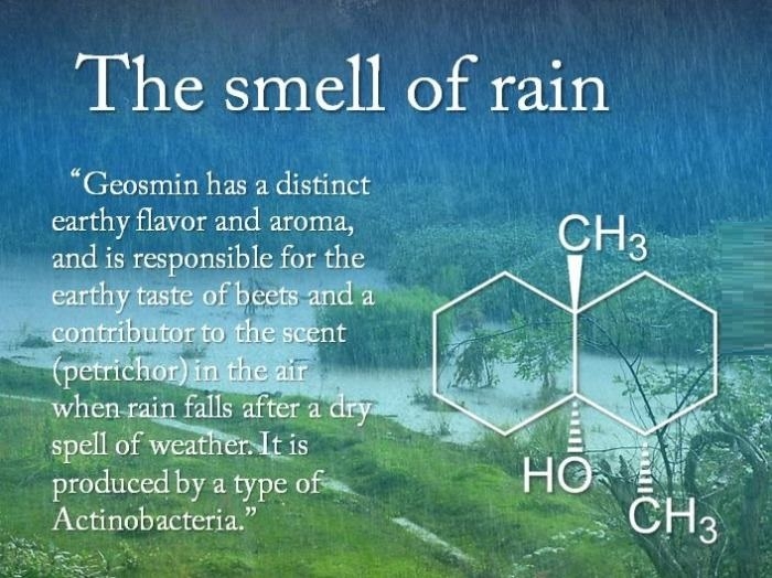 The smell of rain