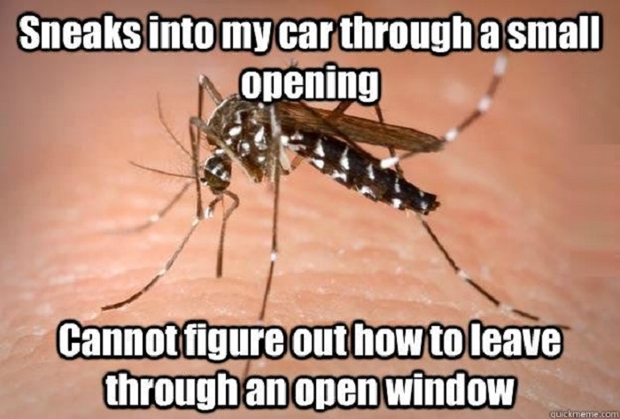Scumbag mosquito