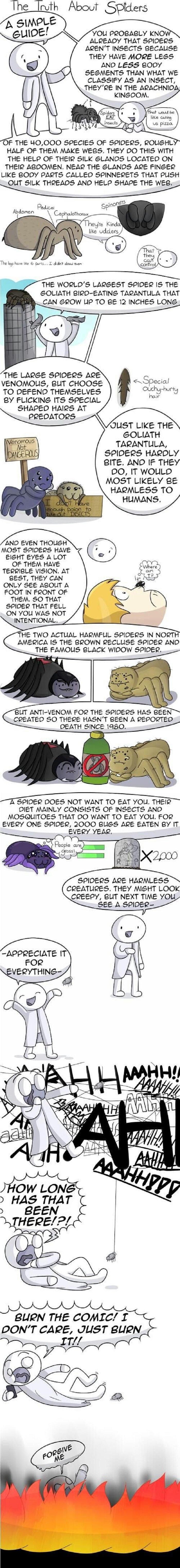 A guide to spiders