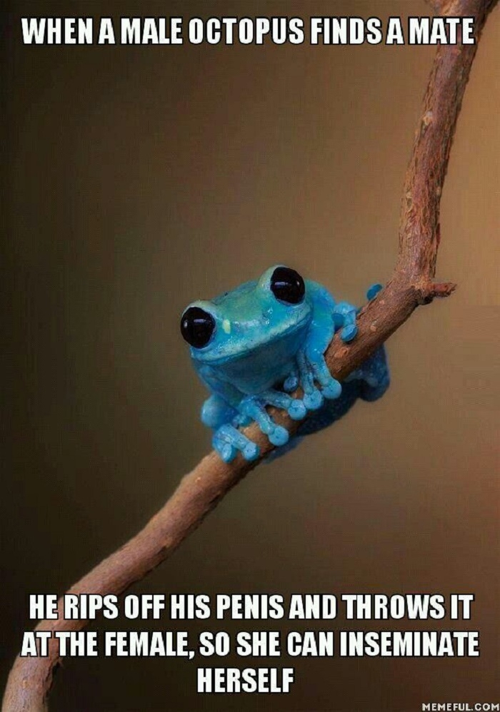 Small fact frog