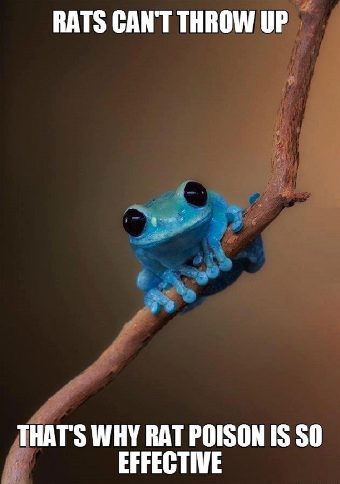 Small fact frog