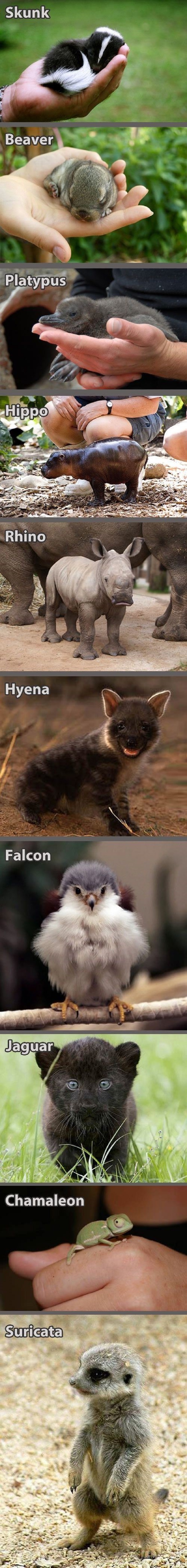 Baby animals