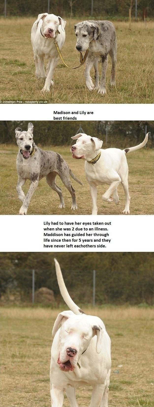 Best Friends