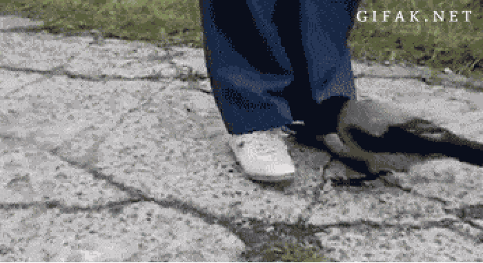 Crows are damn smart