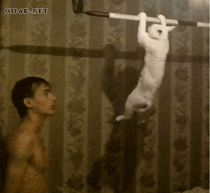 Тренируйся на кошках