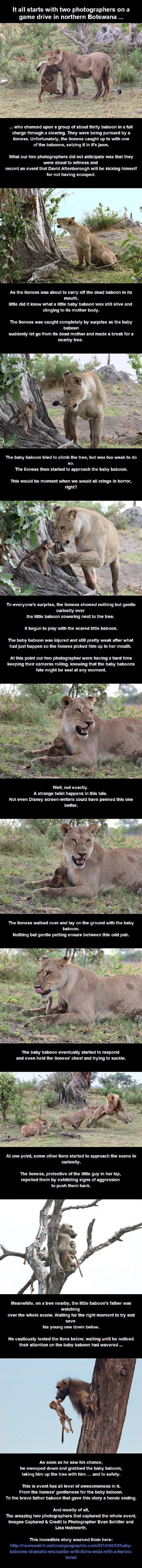 Lioness killed a baboon