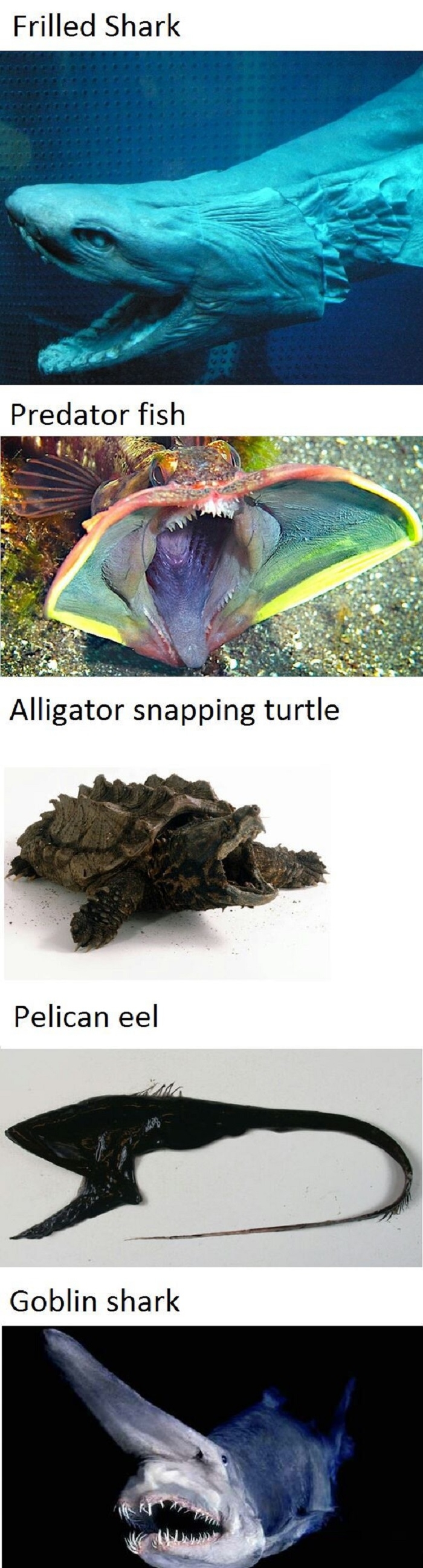 Terrifying sea creatures