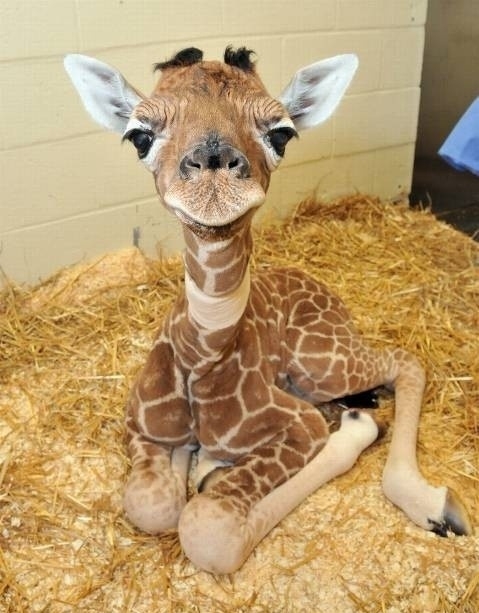 Baby giraffe