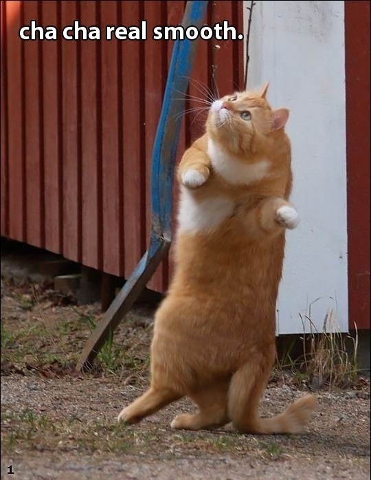 Dancing cat