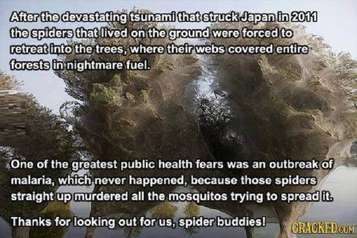 Spiders are awesome