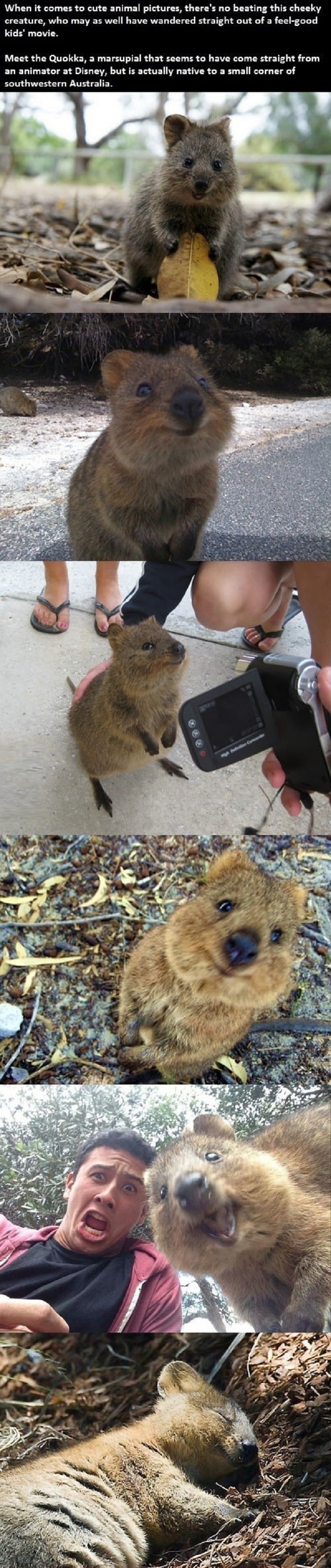 Quokka