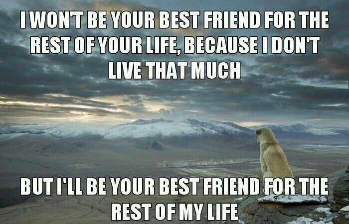 Most faithful friend