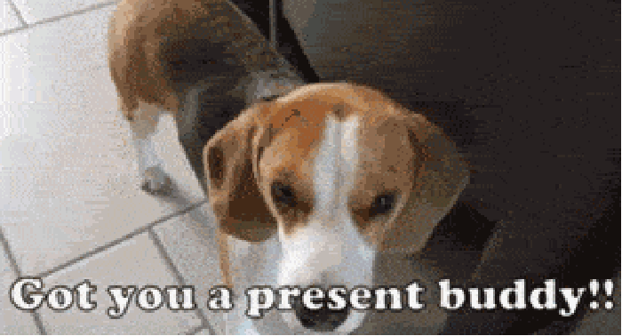 Beagle gets a present