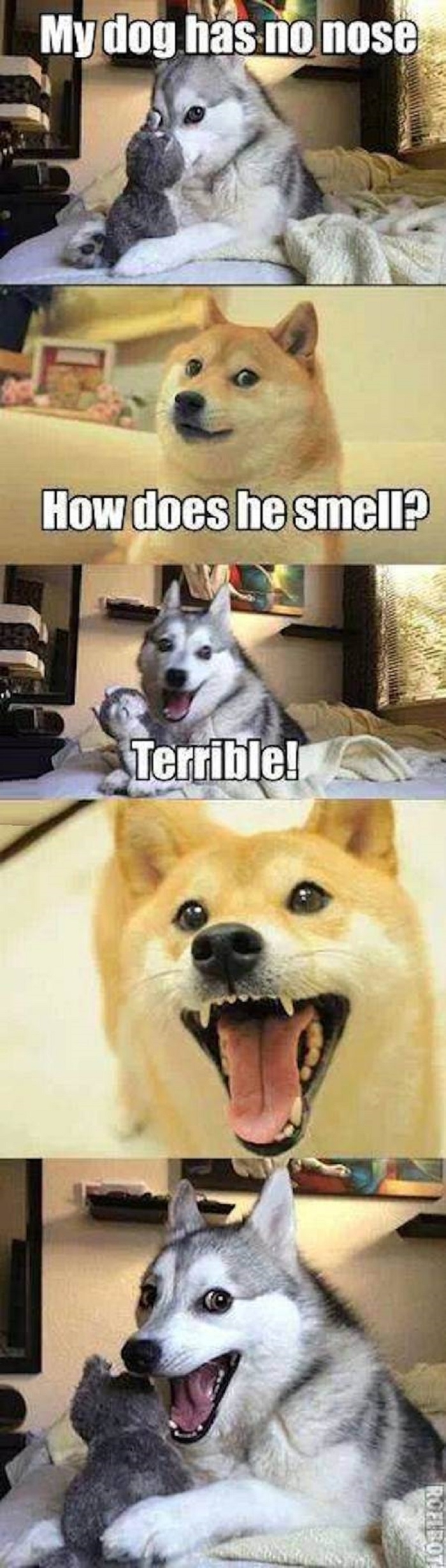 Pun dog