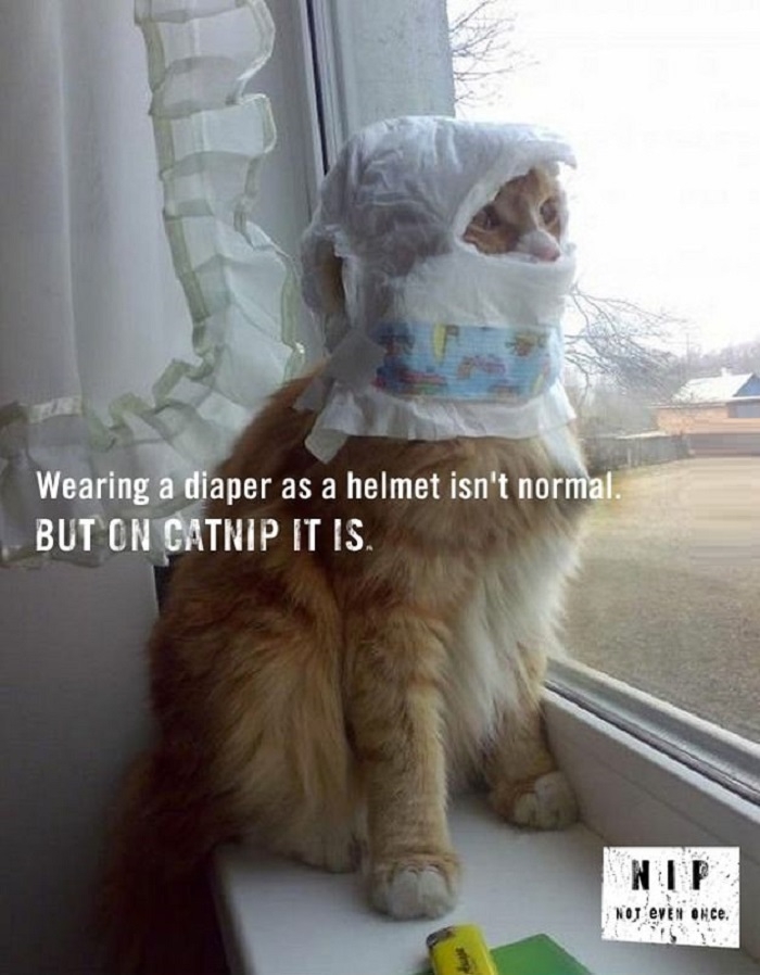 Nip. Not even once