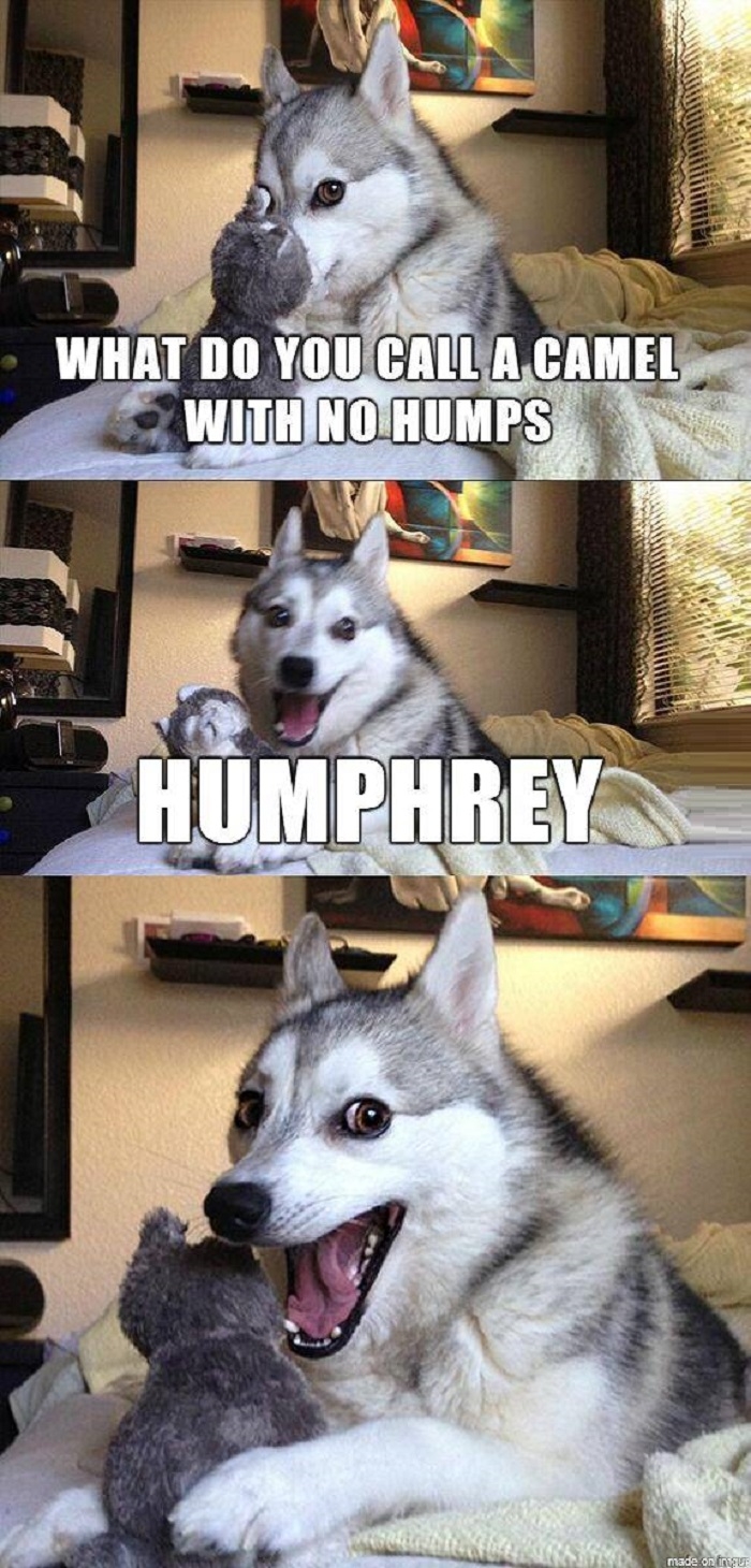 Pun dog