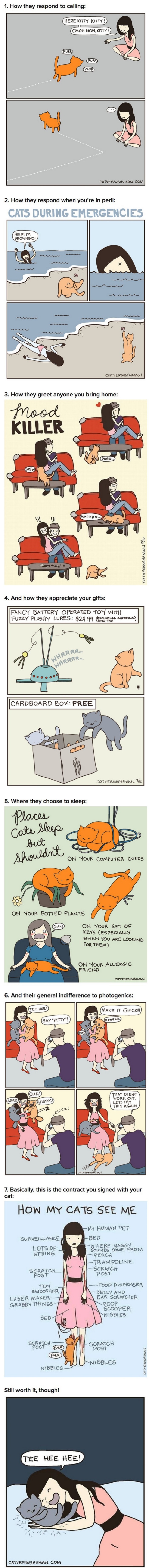 Least helpful cat habits